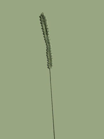 Petite Fern Leaves