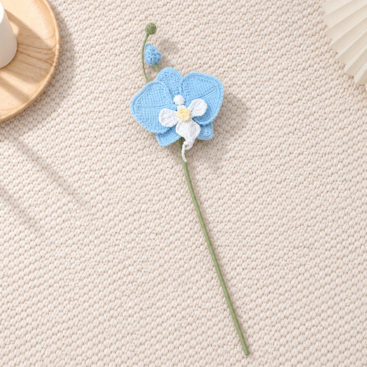 Moth Orchid