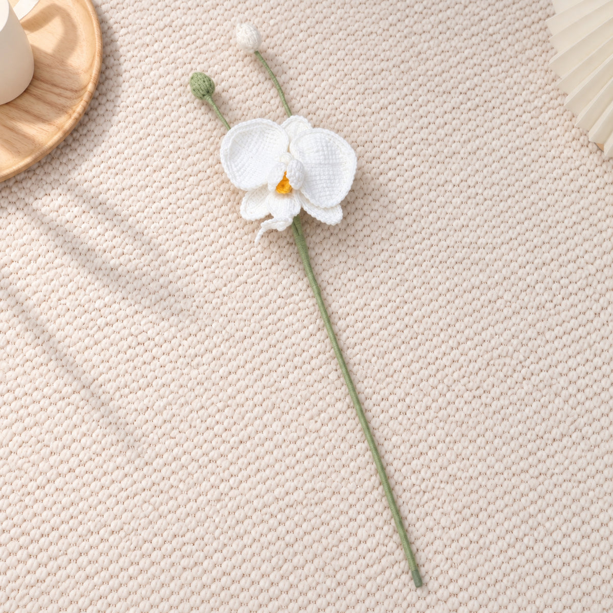Moth Orchid