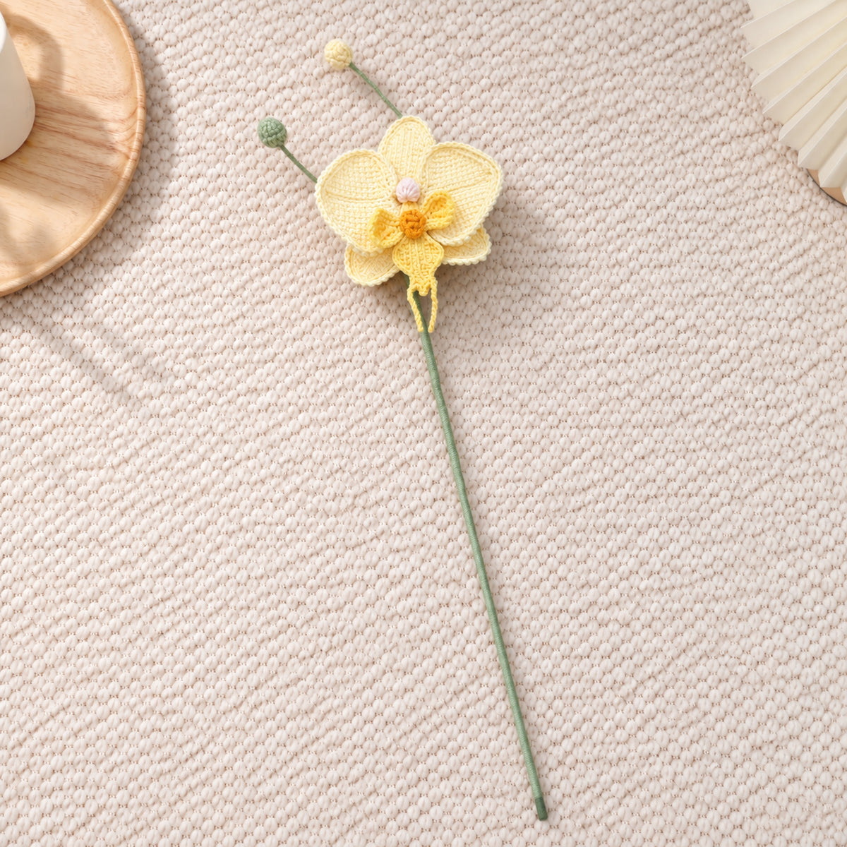Moth Orchid
