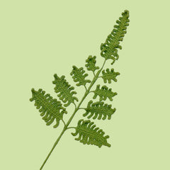 Large Fern Leaves