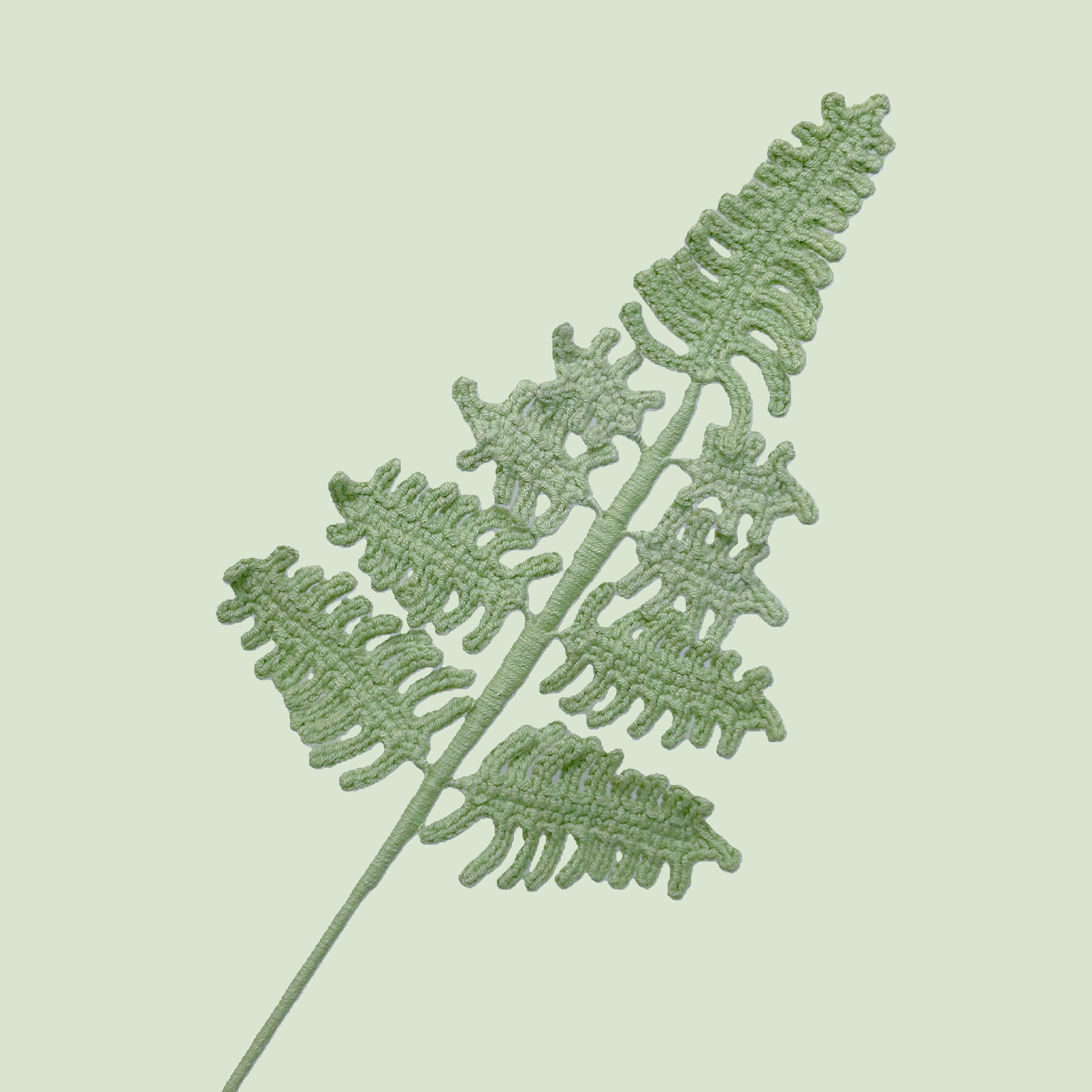 Large Fern Leaves