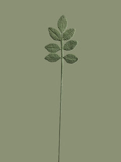 Evergreen Leaves