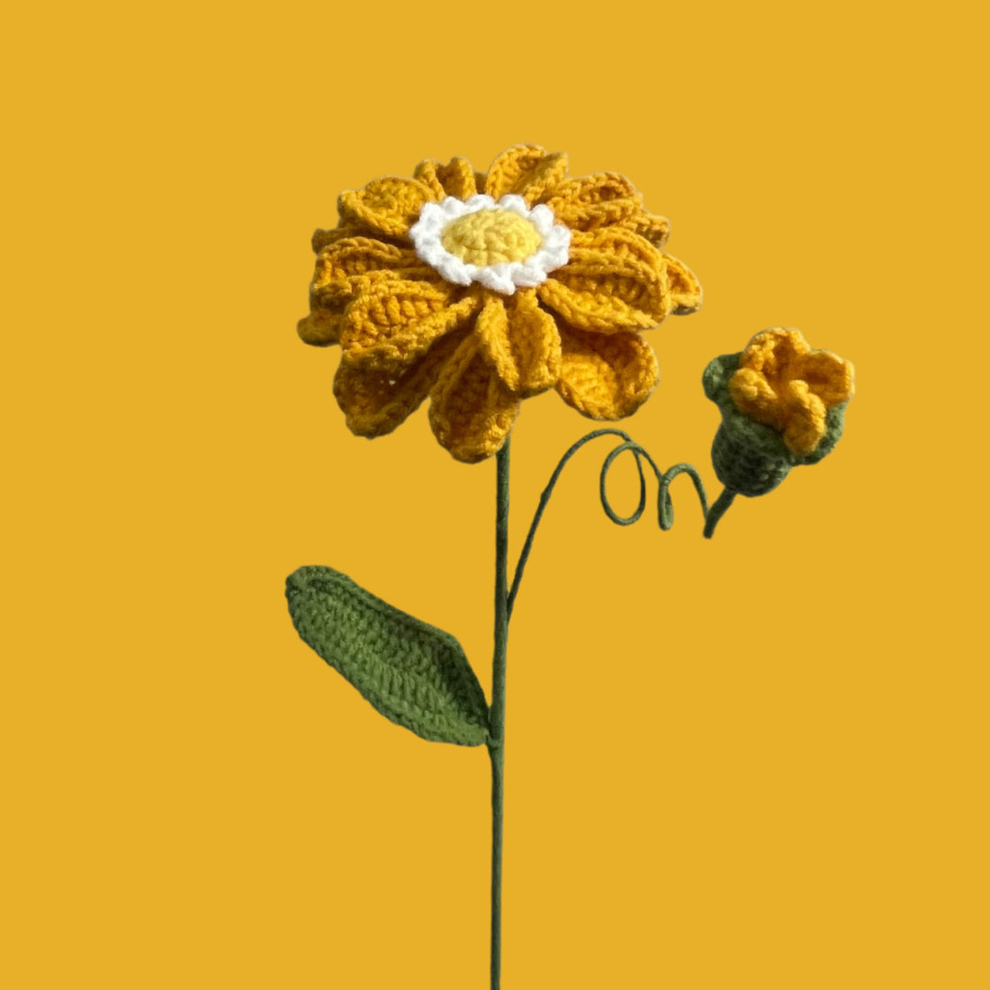 Double Zinnia Glow