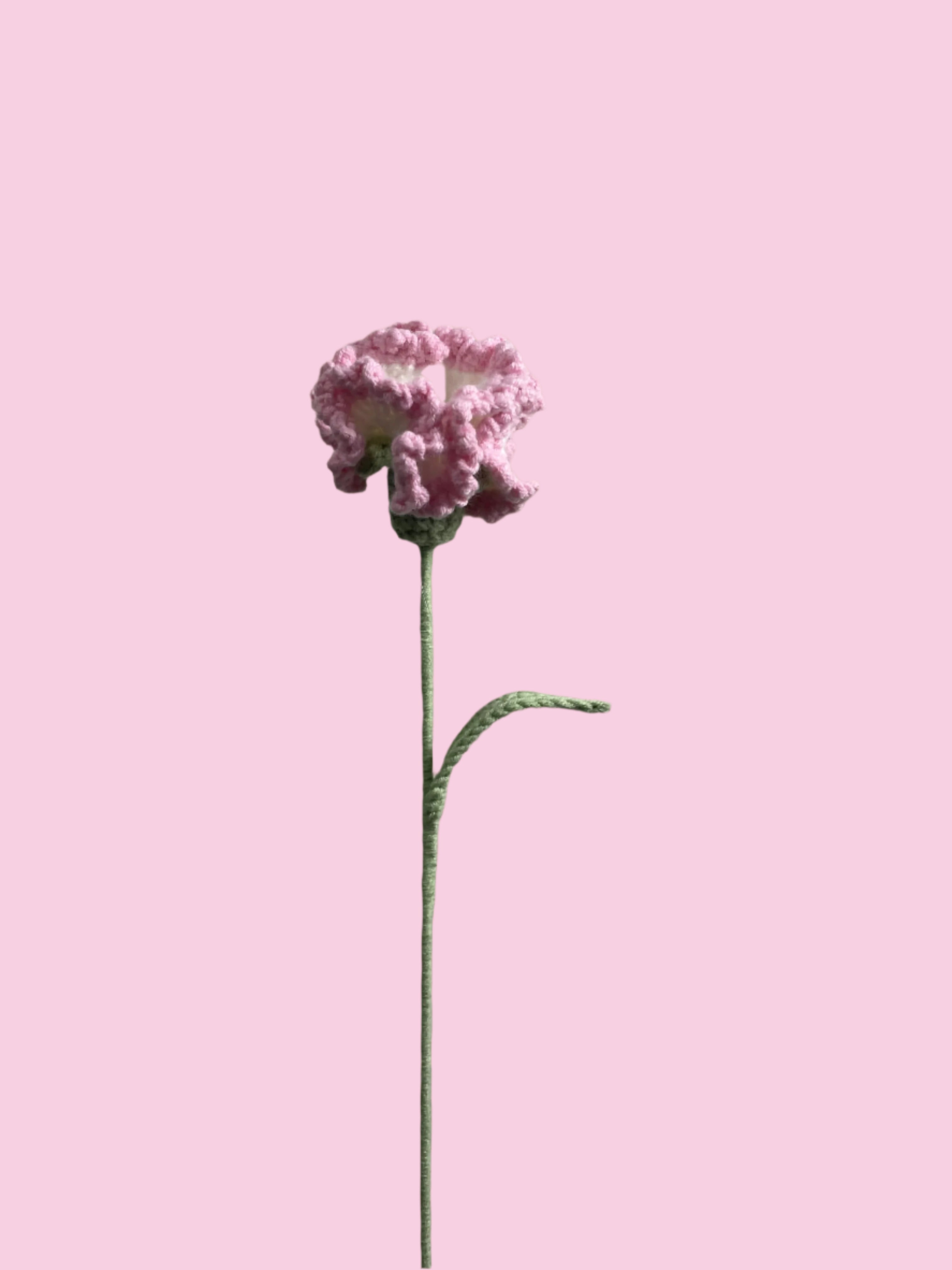 Carnation Bliss