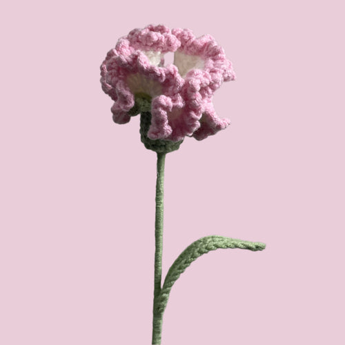 Carnation Bliss