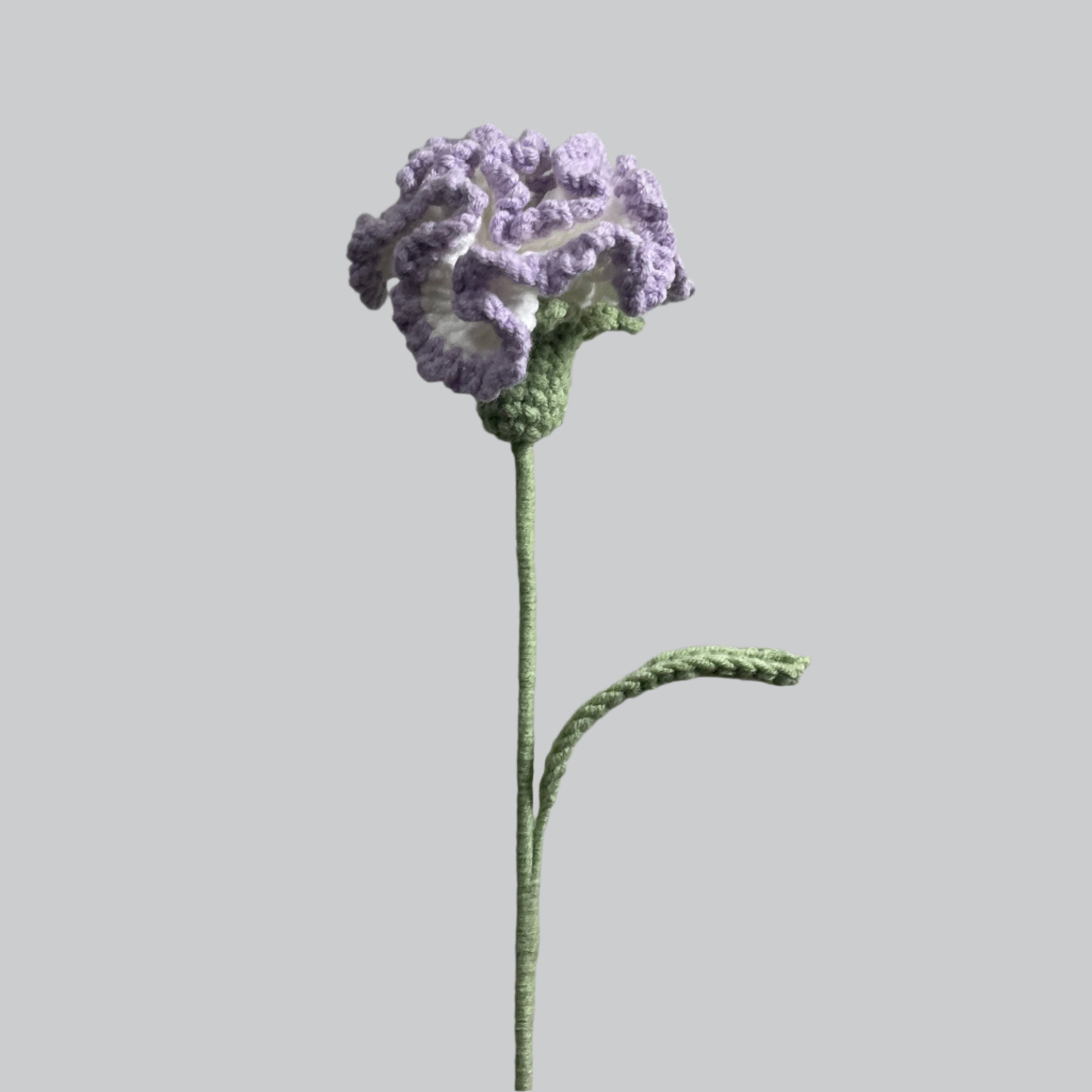 Carnation Bliss