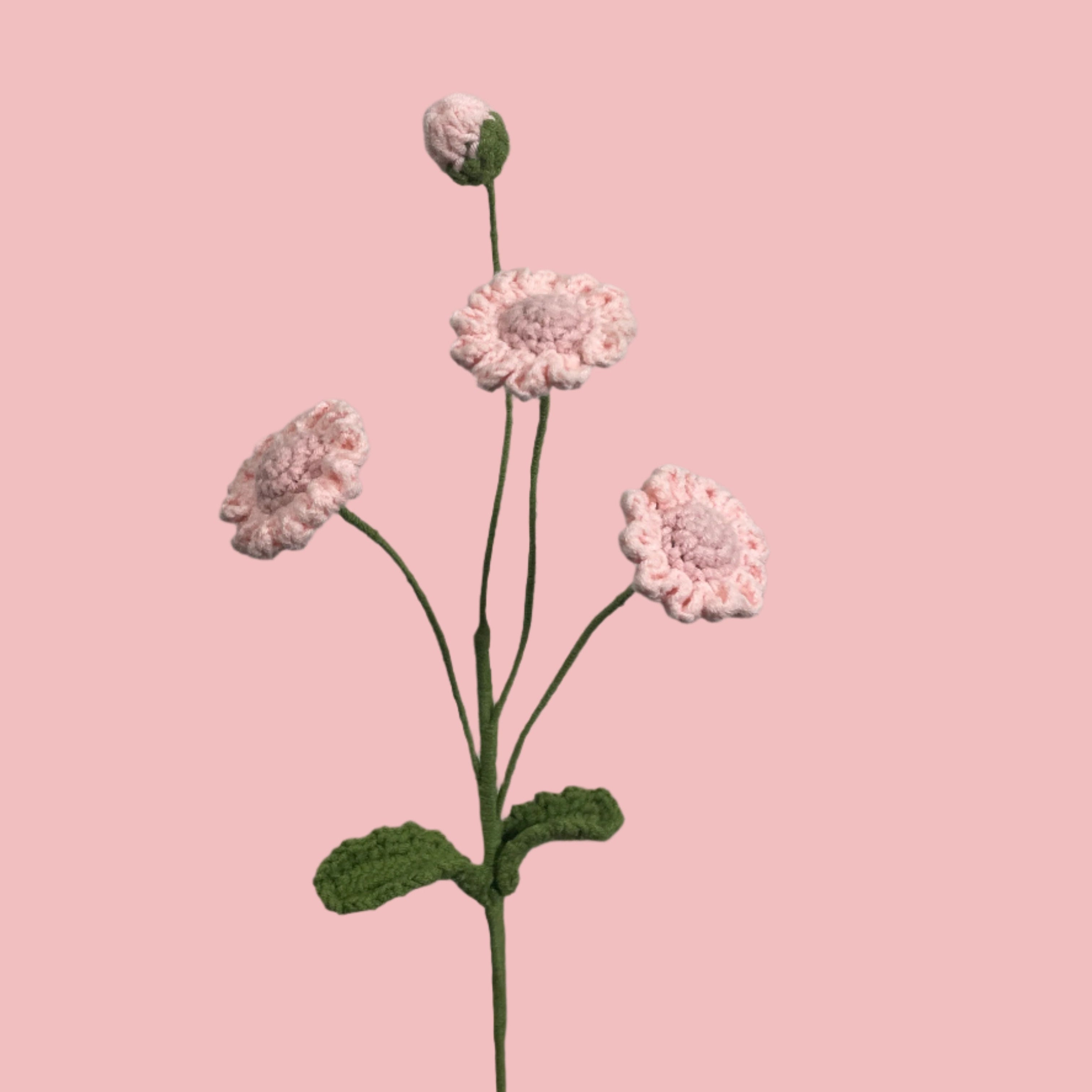 Little Daisy
